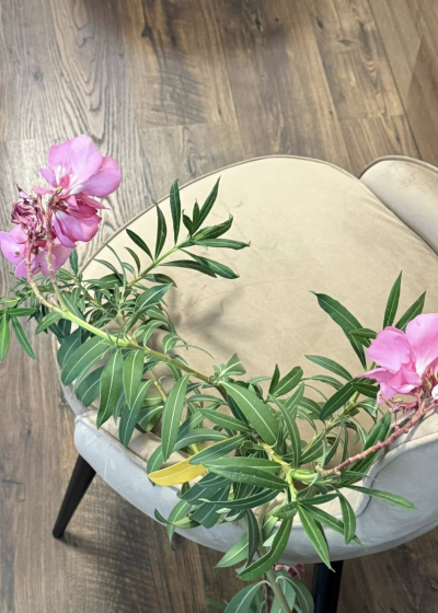 Lotus Velvet-2